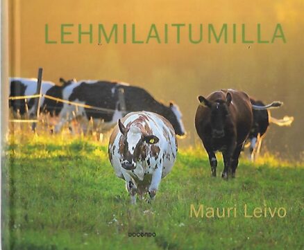 Lehmilaitumilla