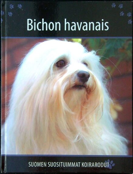 Suomen suosituimmat koirarodut - Bichon Havanais