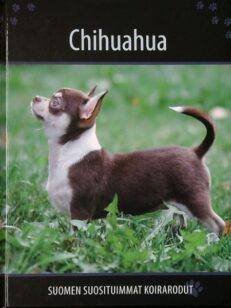 Suomen suosituimmat koirarodut - Chihuahua